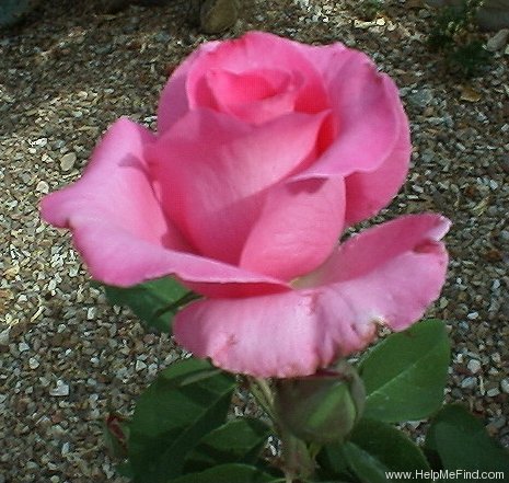 'The McCartney Rose ™' rose photo