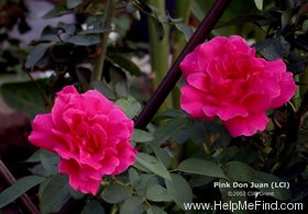 'Pink Don Juan' rose photo
