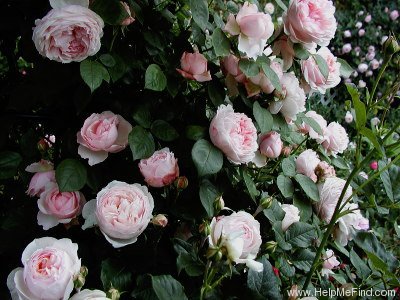 'Saint Swithun' rose photo