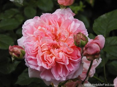 'Emmanuelle' rose photo
