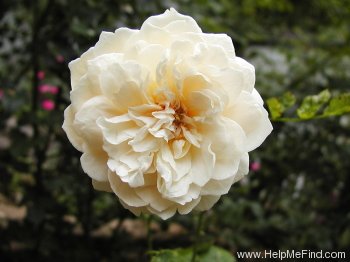 'Proud Titania' rose photo