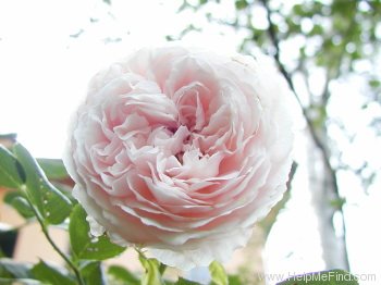 'Geoff Hamilton' rose photo