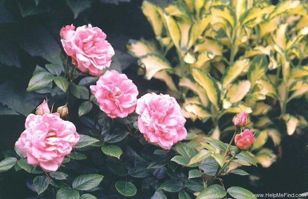 'Lambert Closse' rose photo