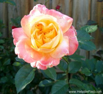 'Dame Elisabeth Murdoch' rose photo