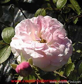 'Echo (polyantha, Ludorf/Lambert, 1914)' rose photo