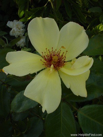 'Captain Thomas (Large Flowered Climber, Thomas, 1935)' rose photo