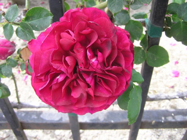 'Santa Clara University One-Half Mile Climbing Rose Fence'  photo