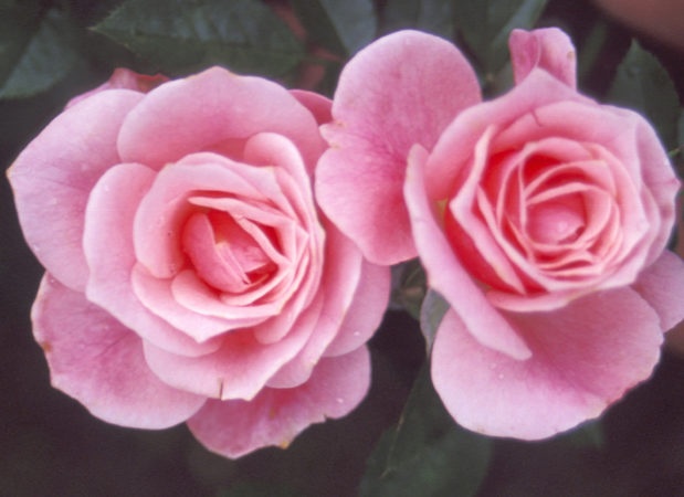'Pink Symphonie' rose photo