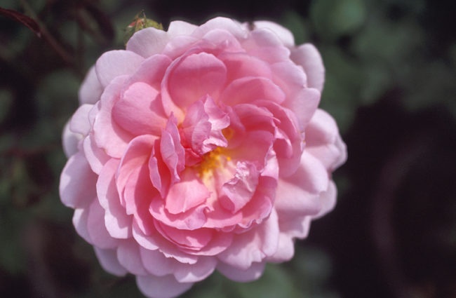 'Wife of Bath ®' rose photo