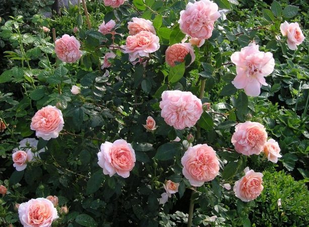 'Colette (climber, Meilland, 1994)' rose photo