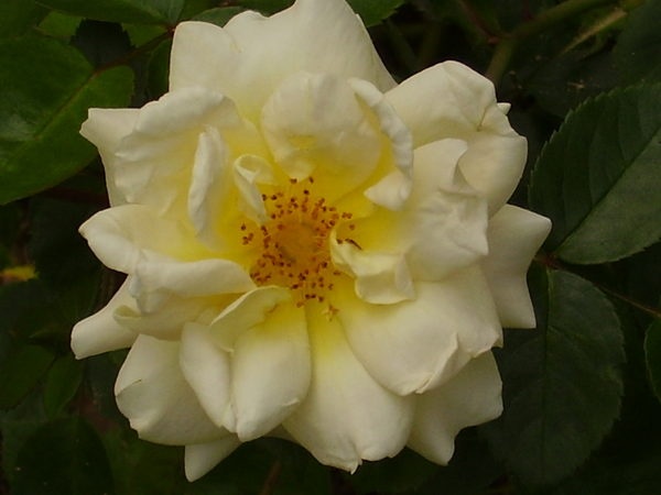 'Republic of Texas' rose photo