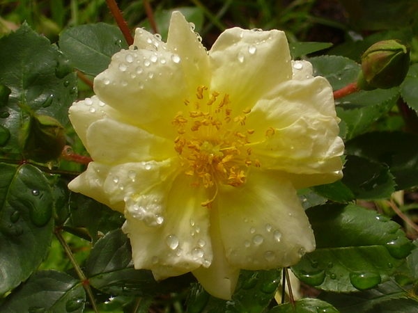 'Republic of Texas' rose photo