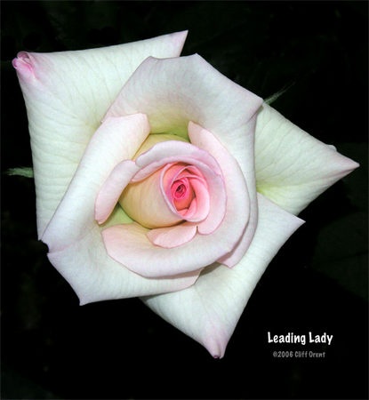 'Leading Lady ™ (mini-flora, Benardella 2006)' rose photo