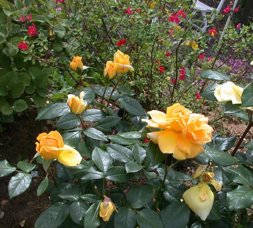 'Candlelight (shrub, Evers 2001)' rose photo