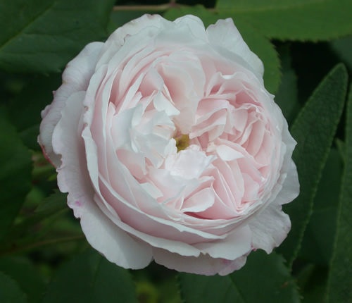 'Madame Alfred de Rougemont' rose photo