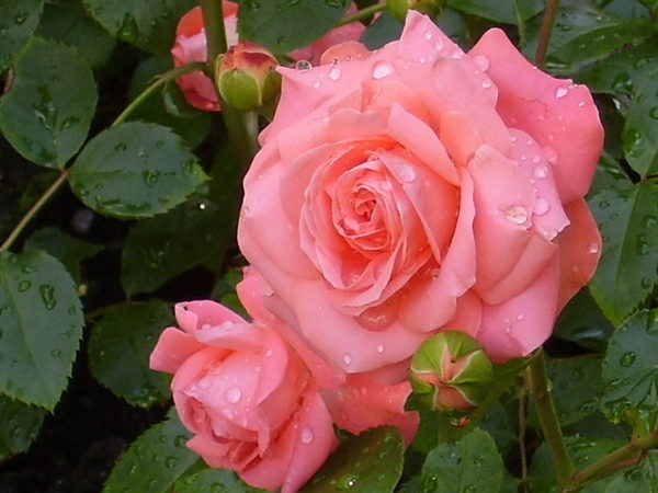'Countess Celeste ™' rose photo