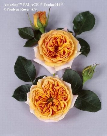 'Amazing Palace' rose photo