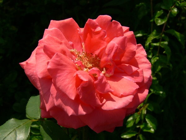 'Duftwolke ®' rose photo