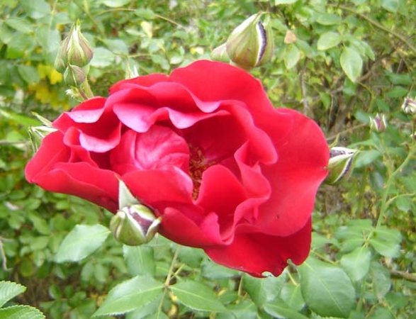 'Raymond Chenault' rose photo