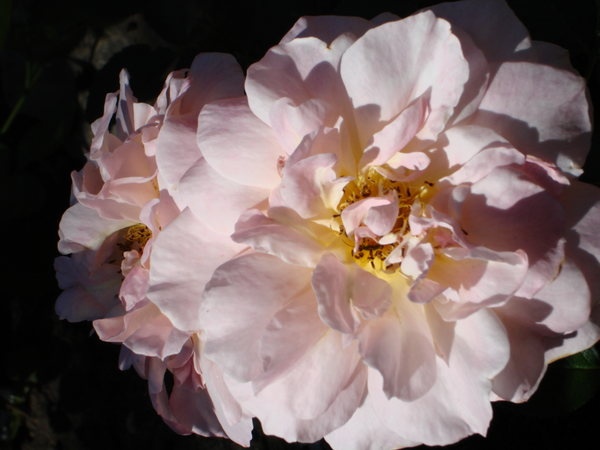 'Prairie Sunrise (Shrub, Buck, 1992)' rose photo