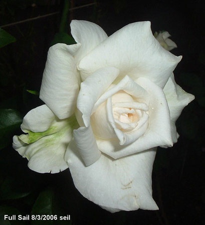 'Full Sail' rose photo