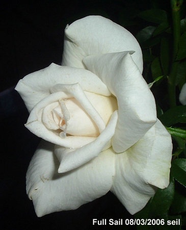 'Full Sail' rose photo