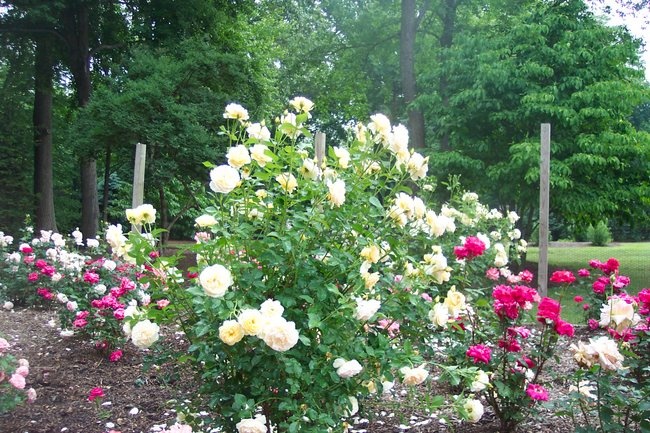 'Gardens at Wyckoff Rose Garden'  photo