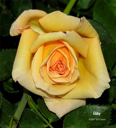 'Ebby ™' rose photo