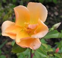 'Squatter's Dream' rose photo