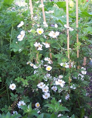 '<i>Rosa arvensis</i> Huds.' rose photo