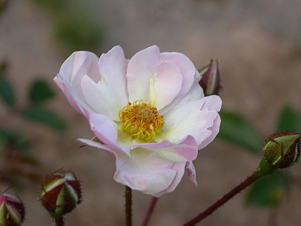 'Agnes und Bertha' rose photo