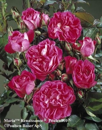 'Maria Renaissance' rose photo