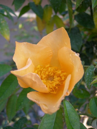 'Amber Cloud ™' rose photo