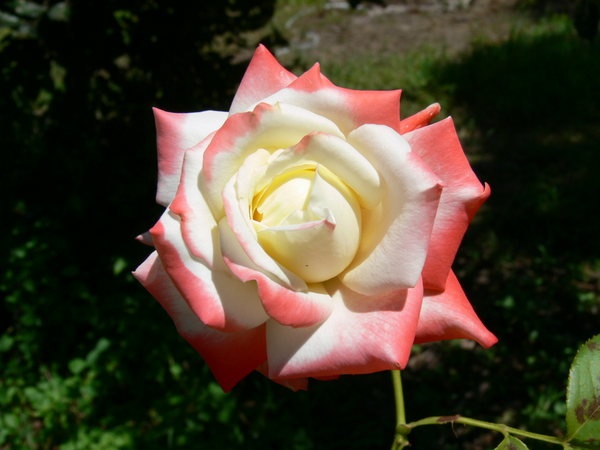 'Impératrice Farah ®' rose photo