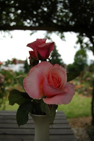 'Mme. Rosalia' rose photo