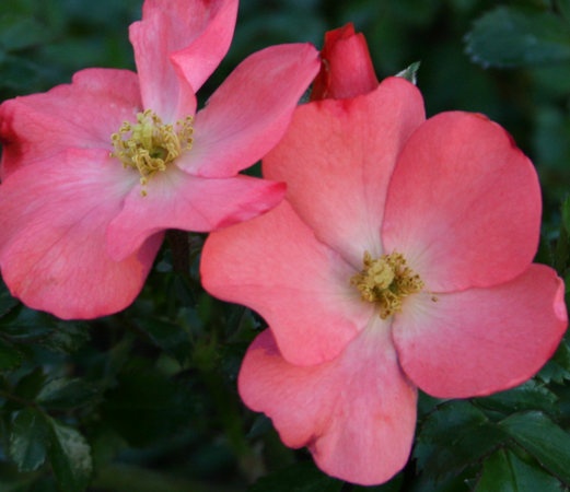 'Flower Carpet ® Coral' rose photo