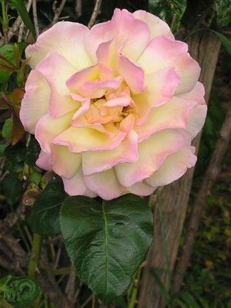 'Peace (hybrid tea, Meilland 1935)' rose photo