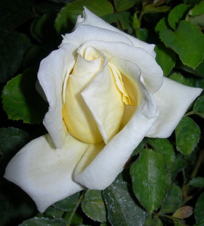 'Ahimsa' rose photo