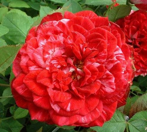'Rowdy Roy' rose photo