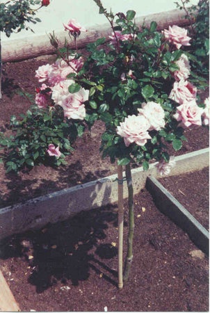 'Madeline Spezzano' rose photo