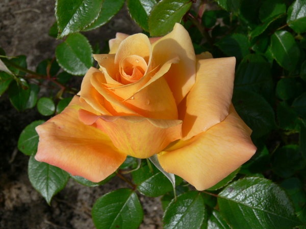 'Maribel' rose photo