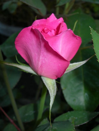 'Riverbanks' rose photo