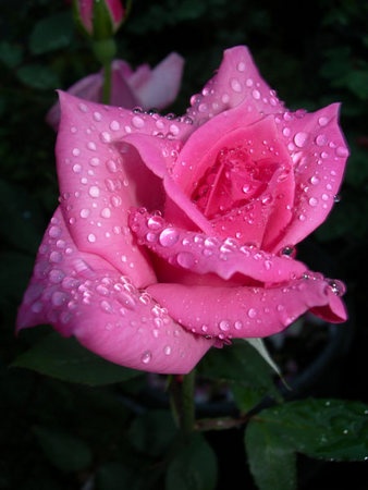 'Riverbanks' rose photo