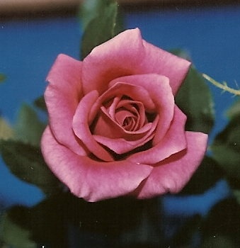 'Plum Duffy' rose photo