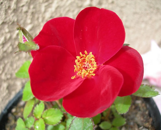 'LGHR1' rose photo