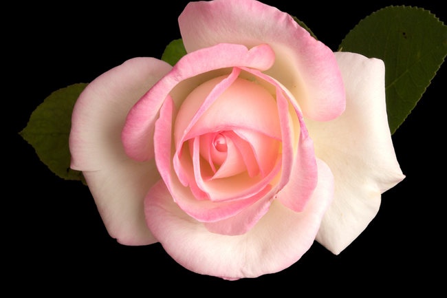 'Princesse de Monaco ® (hybrid tea, Meilland, 1971/81)' rose photo