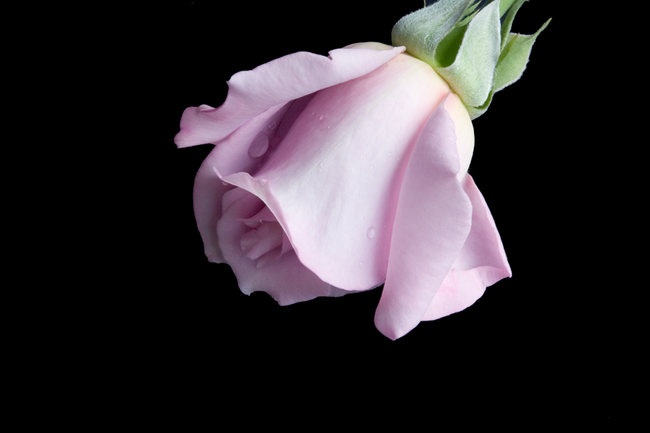 'Lady X' rose photo