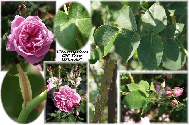 'Champion of the World' rose photo