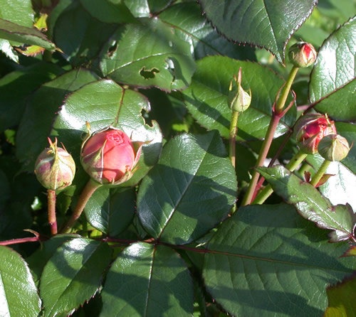 'Chippendale ®' rose photo