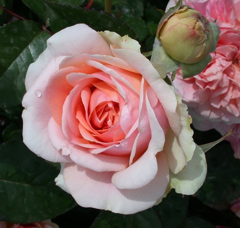 'Chippendale ®' rose photo